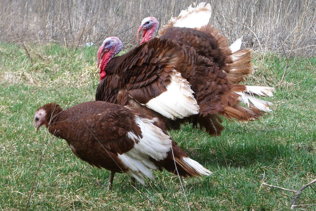 Jersey Buff Turkey